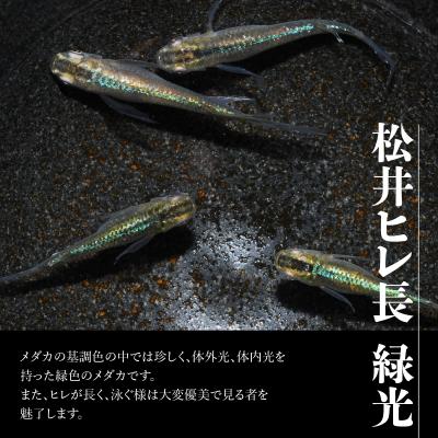 ふるさと納税 飯能市 メダカ「松井ヒレ長 緑光」4匹セット