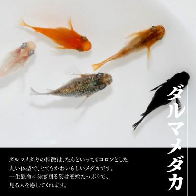 ふるさと納税 飯能市 メダカ「ダルマメダカ」 ミックス5匹セット