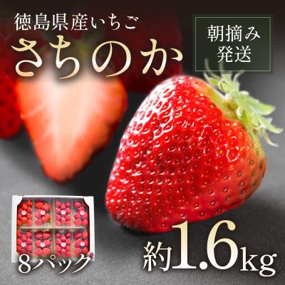 ふるさと納税 小松島市 いちご さちのか 計1.6kg 8パック 徳島 小松島 [2026年1月より順次発送]