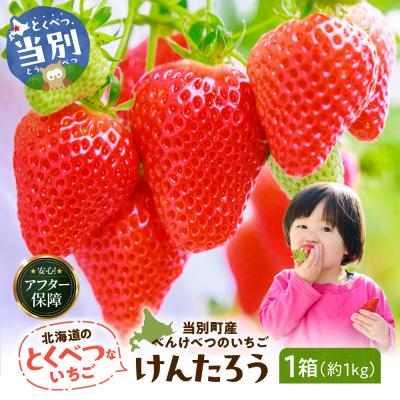 ふるさと納税 当別町 [2027年度産先行予約]当別町産べんけべつのいちご(けんたろう)4パック_tb38-001