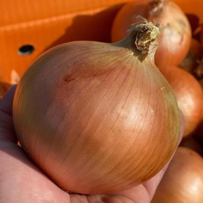 ふるさと納税 南あわじ市 原田兄弟の一番玉ねぎ 3kg |  | 02