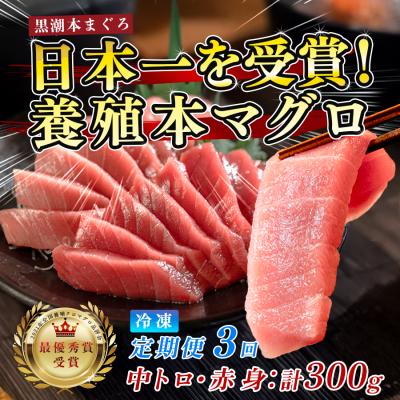 ふるさと納税 大月町 まぐろ マグロ 本鮪 黒潮本まぐろ 中トロ 赤身 定期便 3回 計300g × 3回 刺身 柵 冷凍