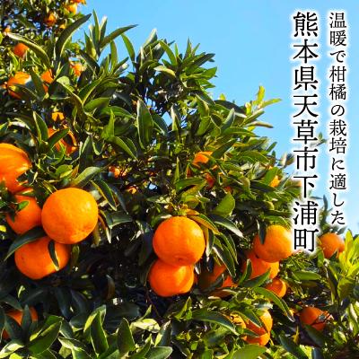 ふるさと納税 天草市 香りを食す!熟成完熟天草ぽんかん 1月発送 約3kg秀品〈先行受付〉_S117-003 |  | 01