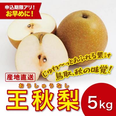 ふるさと納税 鳥取市 王秋梨 5キロ[安田農園]