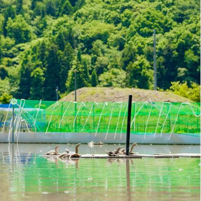 ふるさと納税 安芸高田市 八千代すっぽん鍋セット(5〜6人前)[No5895-0312] |  | 02