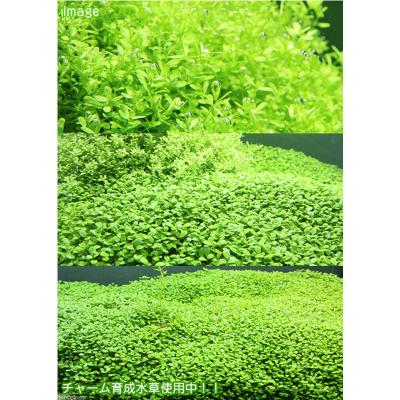 ふるさと納税 邑楽町 水草の栄養液 Plants Fine Basic 400ml|09_chm-cj0101a |  | 01