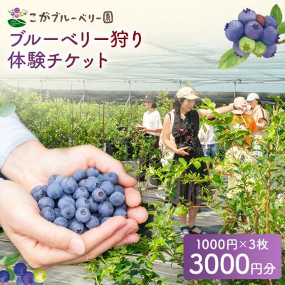 ふるさと納税 古賀市 ブルーベリー狩り体験 ブルーベリー60分食べ放題チケット!