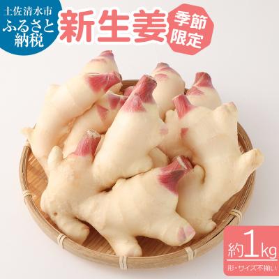 ふるさと納税 土佐清水市 [先行受付]新生姜1kg 季節限定 農家直送 甘酢漬け ガリ しょうが [R01547]