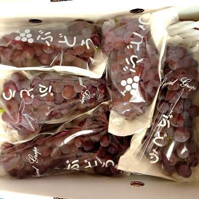 ふるさと納税 上山市 ぶどう(デラウェア)1kg