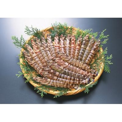 ふるさと納税 山口市 旭水産活き車海老(あいおえび)1kg(18〜35尾)【養殖】C060 |  | 01