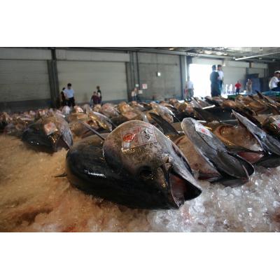 ふるさと納税 境港市 <6月上旬〜7月上旬発送予定!><数量限定>サクでお届け!近海天然黒マグロ(約400〜500g)