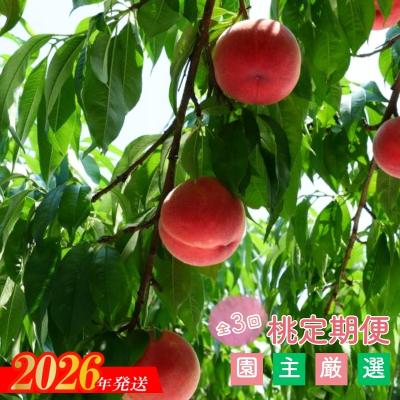 ふるさと納税 福島市 ももの定期便 3種類 各約3kg[2026年発送 先行受付]No.2883