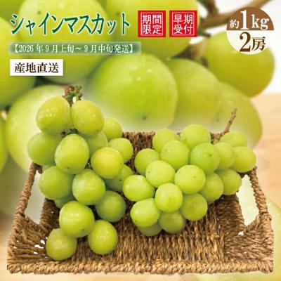 ふるさと納税 四万十市 [早期受付・数量限定]四万十市産シャインマスカット2房(約1kg)[2026年9月上旬〜9月中旬発送