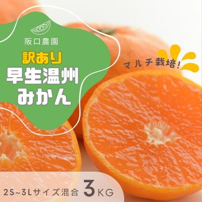 ふるさと納税 紀宝町 2S~3L混合 3kg 阪口農園の訳あり早生温州みかん (マルチ栽培)[msa003A]