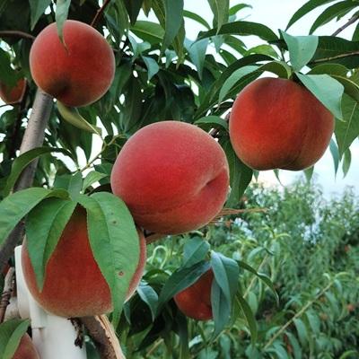 ふるさと納税 上山市 山形の旬の桃(品種おまかせ)3kg 0030-2610の画像