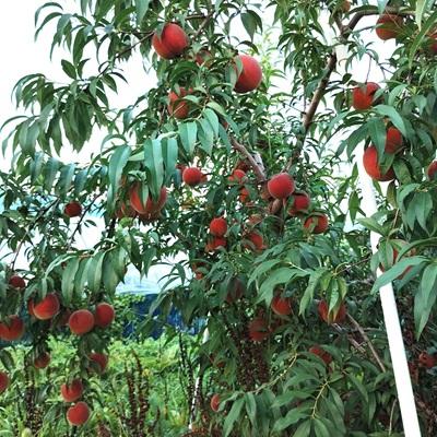 ふるさと納税 上山市 山形の旬の桃(品種おまかせ)3kg 0030-2610の画像