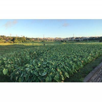 ふるさと納税 金武町 金武町特産「笑う芋」田芋(ターンム) |  | 02