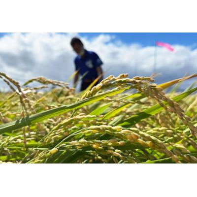 ふるさと納税 砂川市 先行予約 米 令和8年 ななつぼし 玄米 30kg JA新すながわ 北海道 砂川市 12260852の画像