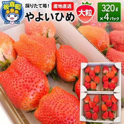 ふるさと納税 板倉町 いちご(やよいひめ)大粒 4パック 採りたて苺!産地直送|13_fjf-040401