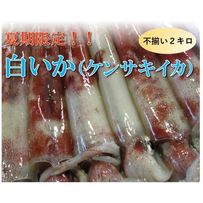 ふるさと納税 鳥取市 [魚倉]不揃い 白いか (ケンサキイカ) 2kgセット