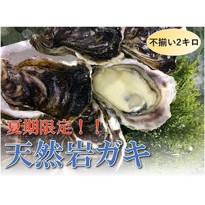 ふるさと納税 鳥取市 [魚倉]不揃い 天然岩ガキ 2kgセット