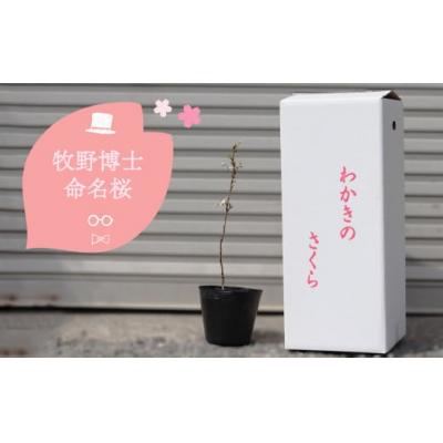 ふるさと納税 佐川町 [2026年3〜4月ごろ発送分受付中]稚木の桜 ワカキノサクラ