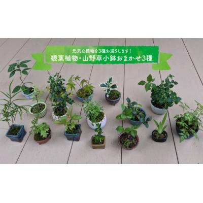 ふるさと納税 佐川町 [お任せ3種]ミニ観葉植物