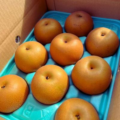 ふるさと納税 三条市 先行受付 和梨 あきづき 約3kg 令和8年度 しなのがわジューシーファーム 【010S486】_2