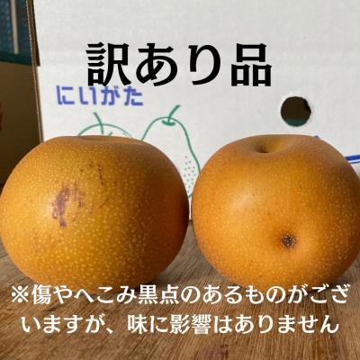 ふるさと納税 三条市 先行受付 和梨 新高 自家用 約5kg 令和8年度 しなのがわジューシーファーム 【010S491】 |  | 01