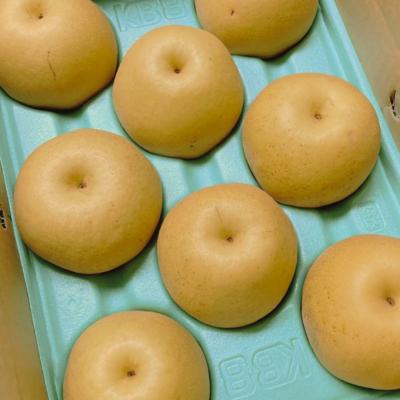 ふるさと納税 三条市 先行受付 和梨 新興 自家用 約5kg 令和8年度 しなのがわジューシーファーム 【010S494】 |  | 02