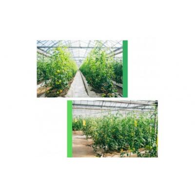 ふるさと納税 佐川町 〈2026年12月下旬〜順次発送〉訳あり フルーツトマト 約1.6kg 原田農園 |  | 02