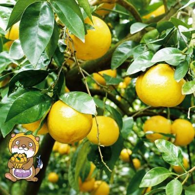 ふるさと納税 愛南町 【先行予約】訳あり 河内晩柑 大玉 7kg +傷み保証