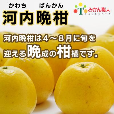 ふるさと納税 愛南町 訳あり みかん職人武田屋 河内晩柑 大玉 10kg (なくなり次第終了) みかん 果物 フルーツ