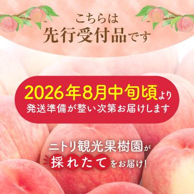 ふるさと納税 余市町 【先行受付:2026年8月中旬以降発送】フルーツ王国余市産「桃」規格外品3kg_Y074-0148の画像