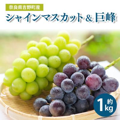 ふるさと納税 吉野町 [令和8年分 先行受付]シャインマスカット &amp; 巨峰 約1kg 各1房(計2房)