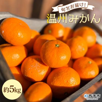 ふるさと納税 西予市 [先行受付]&lt;旬をお届け!温州みかん 約5kg&gt;