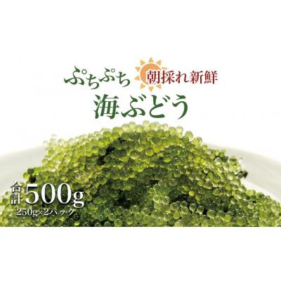 ふるさと納税 大崎町 [発送は9月中旬以降]海の幸 朝採れぷちぷち海ぶどう〜MOBAKO育ちのSEAGRAPES!?〜