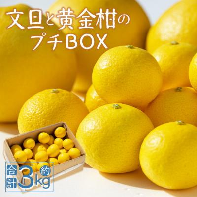 ふるさと納税 香南市 [先行受付]間城農園 おすすめ「文旦と黄金柑のプチBOX」合計約3kg ms-0089