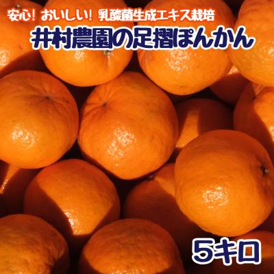 ふるさと納税 土佐清水市 R8.1月下旬〜 完熟 足摺ぽんかん 5kg 粒ぞろい ご贈答◎ みかん 柑橘[R01489]