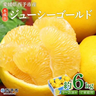 ふるさと納税 西予市 <木成り ジューシーゴールド(河内晩柑)ご家庭用 約6kg(S〜2L混合)