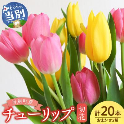 ふるさと納税 当別町 チューリップ切花20本入り(2品種×各10本)_tb11-025