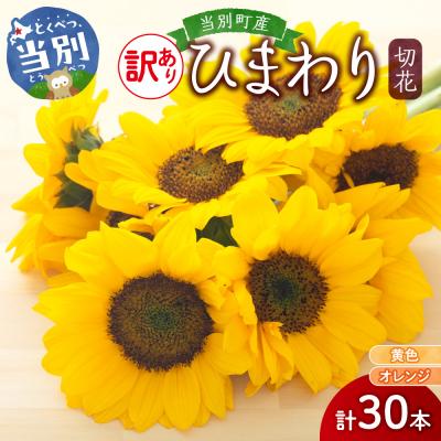 ふるさと納税 当別町 [訳あり]ひまわり切花30本入り(黄色、オレンジ 計30本)_tb11-022