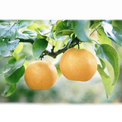 ふるさと納税 瀬戸内市 2026年先行受付 あたご梨 3-6玉 青秀以上 (約4kg) 化粧箱入[No.5735-2017]の画像