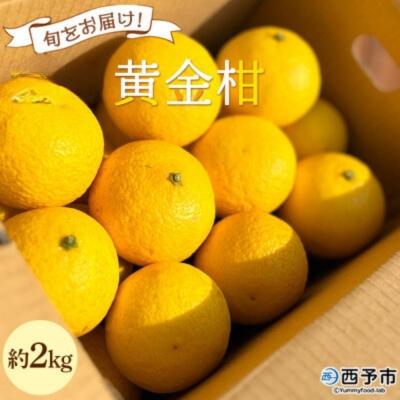 ふるさと納税 西予市 [先行受付]<旬をお届け 黄金柑 約2kg> みかん ミカン 蜜柑 果物 柑橘類 果実 オレンジ