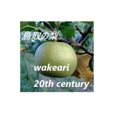ふるさと納税 鳥取市 訳あり 二十世紀梨 5kg[まえた農園]