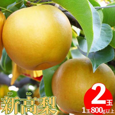 ふるさと納税 佐川町 <2026年秋発送> ≪秀品≫ 新高梨 2玉 (1玉約800g以上)