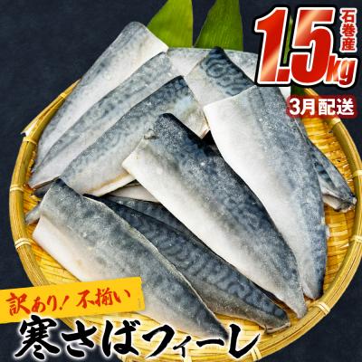 ふるさと納税 石巻市 [3月配送]さば [ 訳あり ] 宮城県産 寒さば フィーレ 無塩 1.5kg 冷凍 魚 青魚 鯖