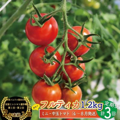 ふるさと納税 佐川町 [2026年4月〜8月頃発送]&lt;約1.2kg×3回 定期便&gt;訳あり フルティカアイメックトマト