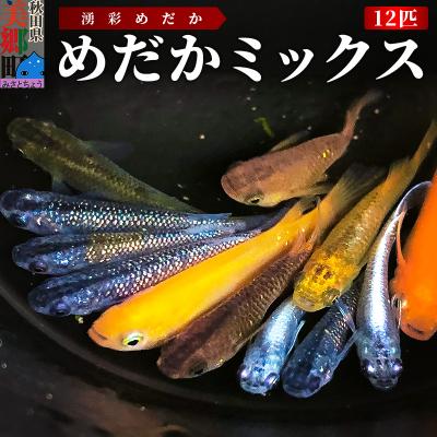 ふるさと納税 美郷町 めだか ミックス 12匹 メダカ 生体 観賞用 魚 ペット 観賞魚|01_ymk-011201
