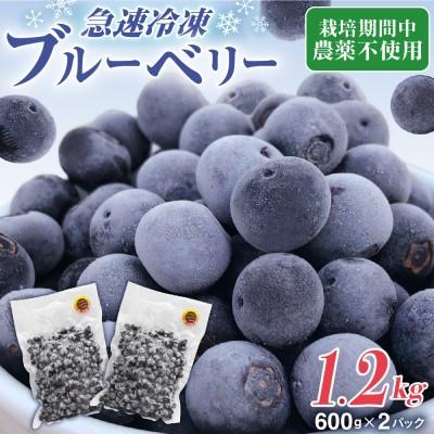 ふるさと納税 宗像市 栽培期間中農薬不使用!急速冷凍ブルーベリー 1.2